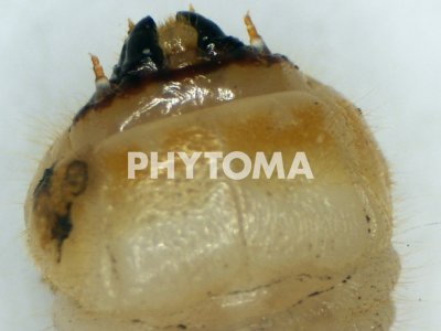Trichoferus fasciculatus